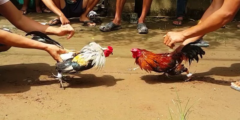 Diễn biến - kết quả trận đá gà 24 tỷ