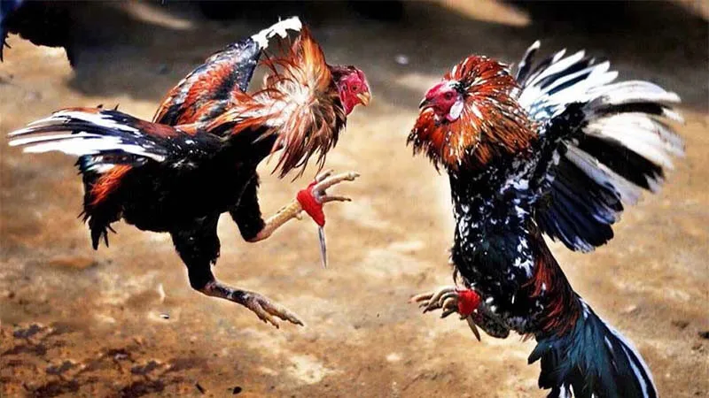 Giải thích khái niệm tỷ lệ cược đá gà