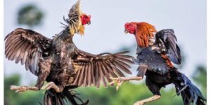 Luật đá gà miền Tây
