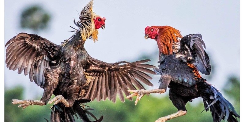 Luật đá gà miền Tây
