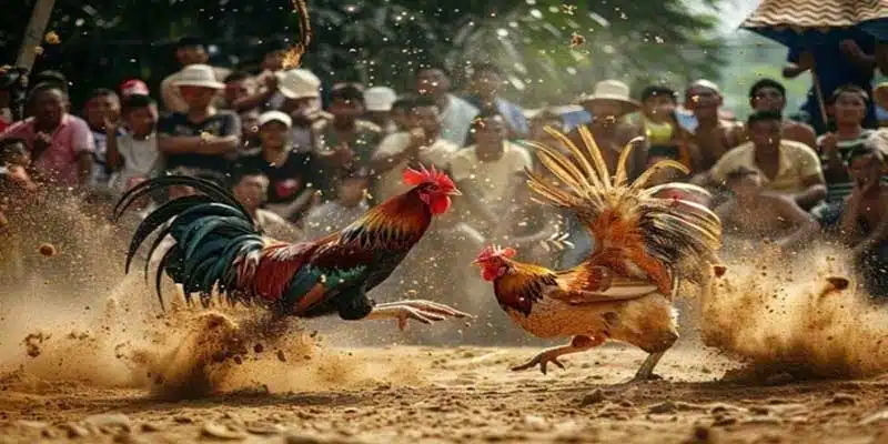 Tìm hiểu cách chơi và luật chơi gà cơ bản