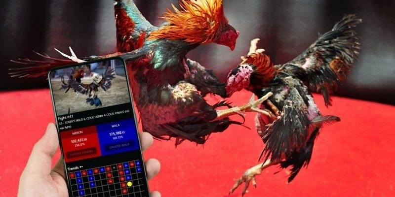 Trò chơi đá gà RS88 siêu hấp dẫn