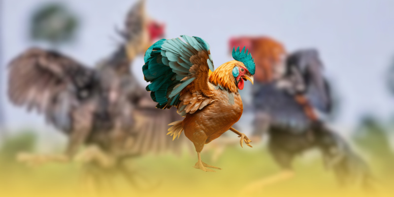 Lý do tìm hiểu luật đá gà Campuchia